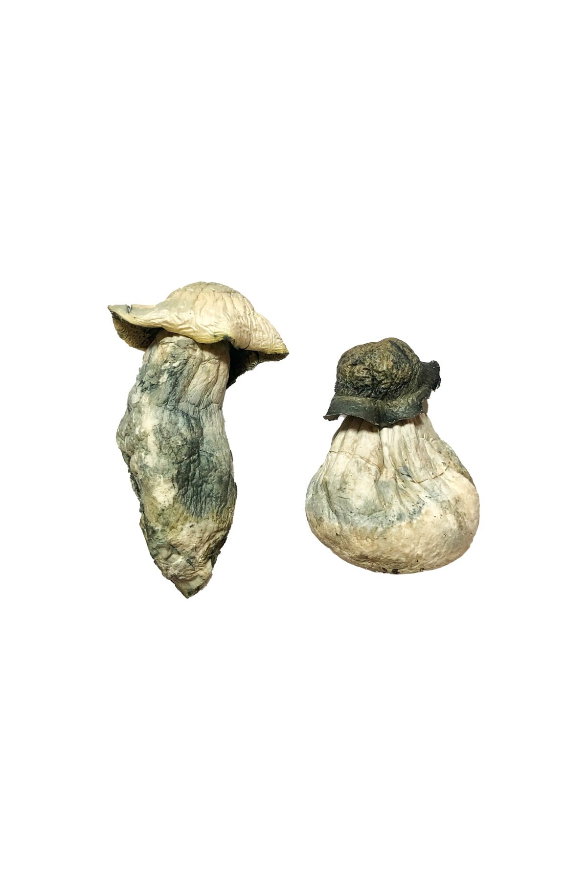 Albino Penis Envy Zauberpilze Kaufen
